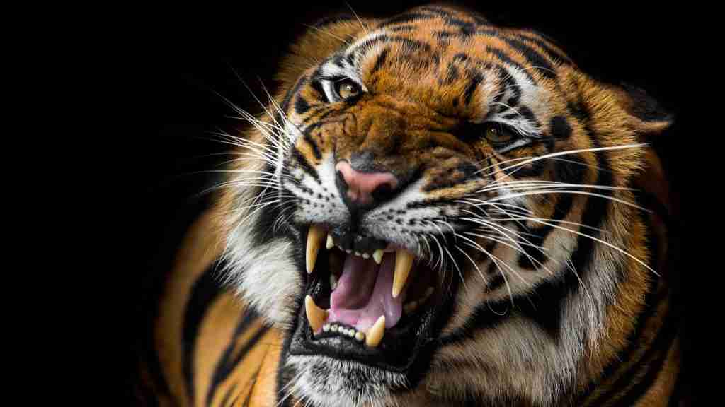 sabertoothedtiger