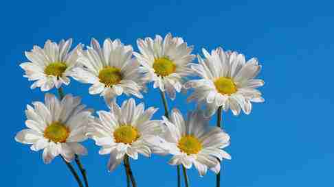 Image of 7 daisies with a blue sky background