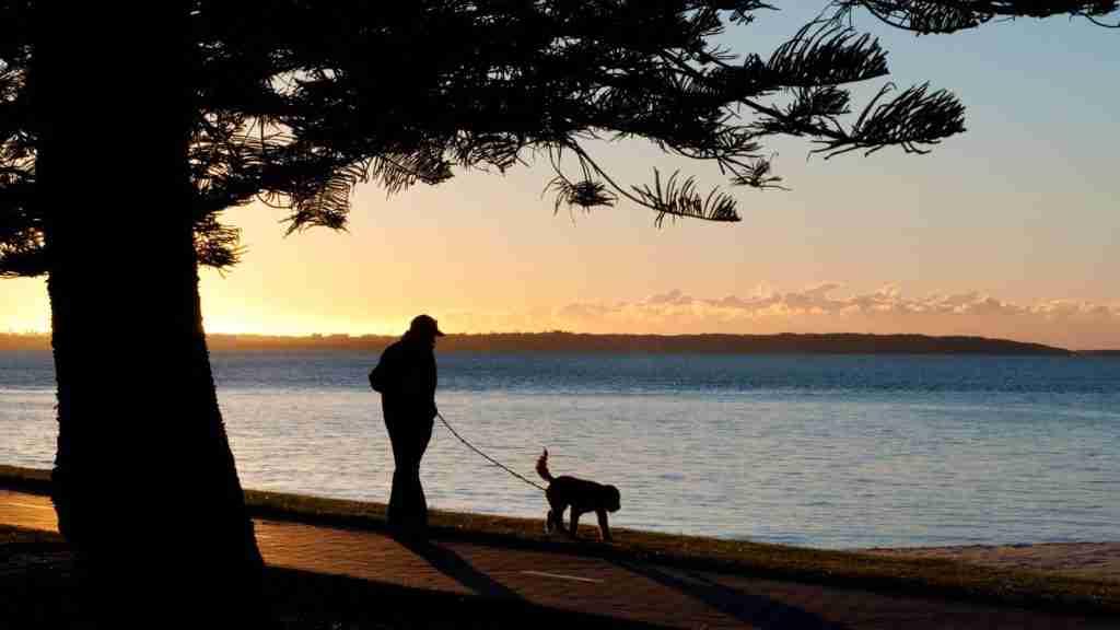 earlyAMwalk2 1
